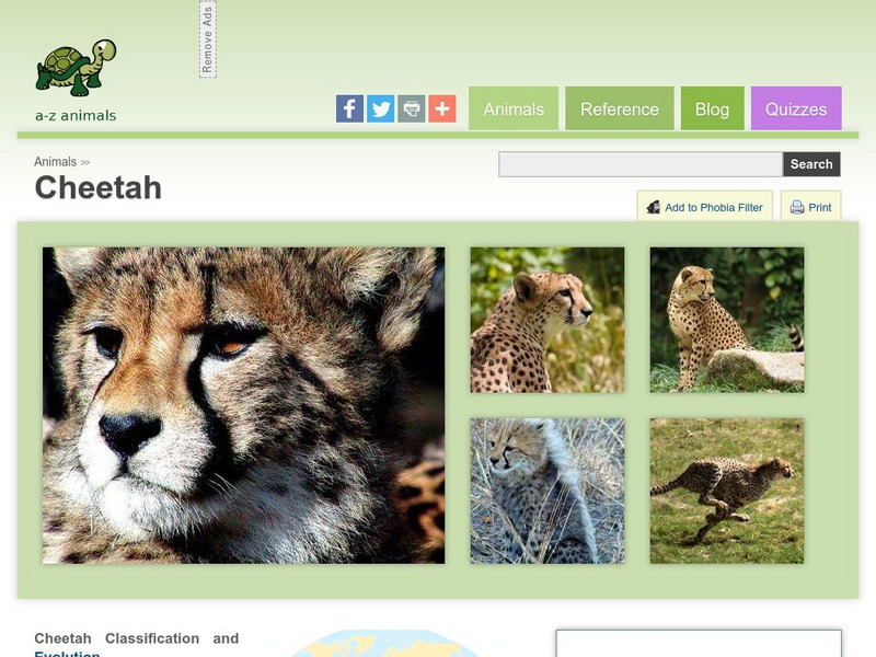 A Z Animals: Animal Facts: Cheetah (Acinonyx Jubatus) Handout A Z Animals: Animal Facts: Cheetah (Acinonyx Jubatus) Handout