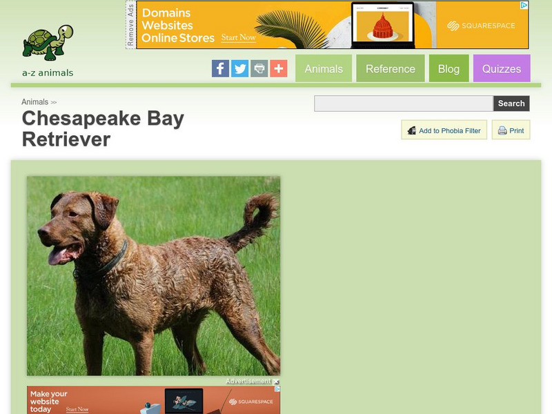 A Z Animals: Animal Facts: Chesapeake Bay Retriever Handout A Z Animals: Animal Facts: Chesapeake Bay Retriever Handout