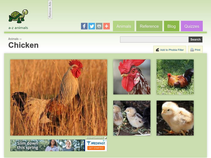 A Z Animals: Animal Facts: Chicken (Gallus Gallus) Handout