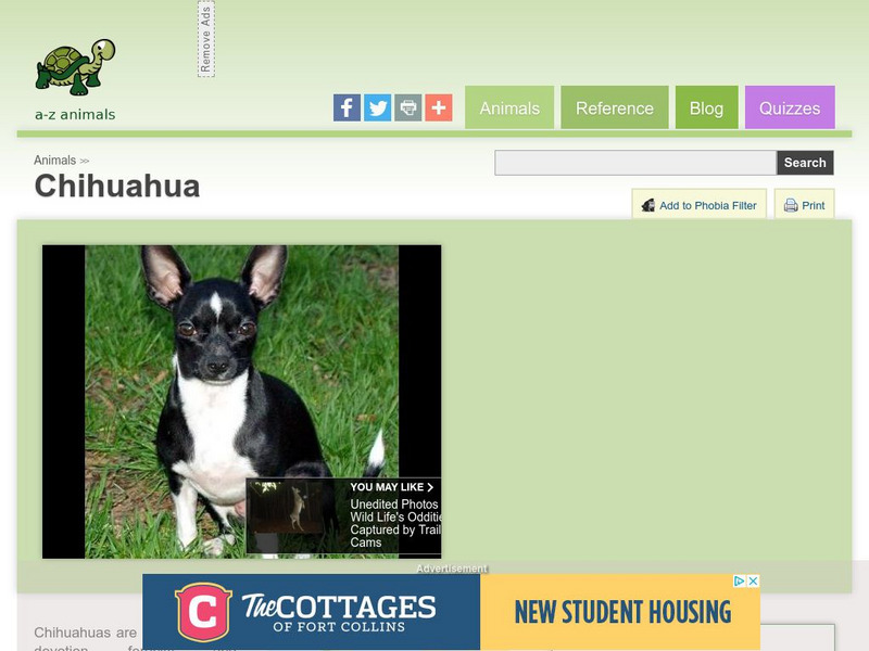 A Z Animals: Animal Facts: Chihuahua Handout A Z Animals: Animal Facts: Chihuahua Handout