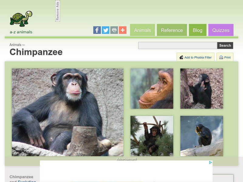 A Z Animals: Animal Facts: Chimpanzee (Pan Troglodytes) Handout A Z Animals: Animal Facts: Chimpanzee (Pan Troglodytes) Handout