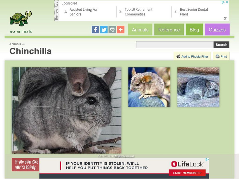 A Z Animals: Animal Facts: Chinchilla (Chinchilla Lanigera) Handout A Z Animals: Animal Facts: Chinchilla (Chinchilla Lanigera) Handout