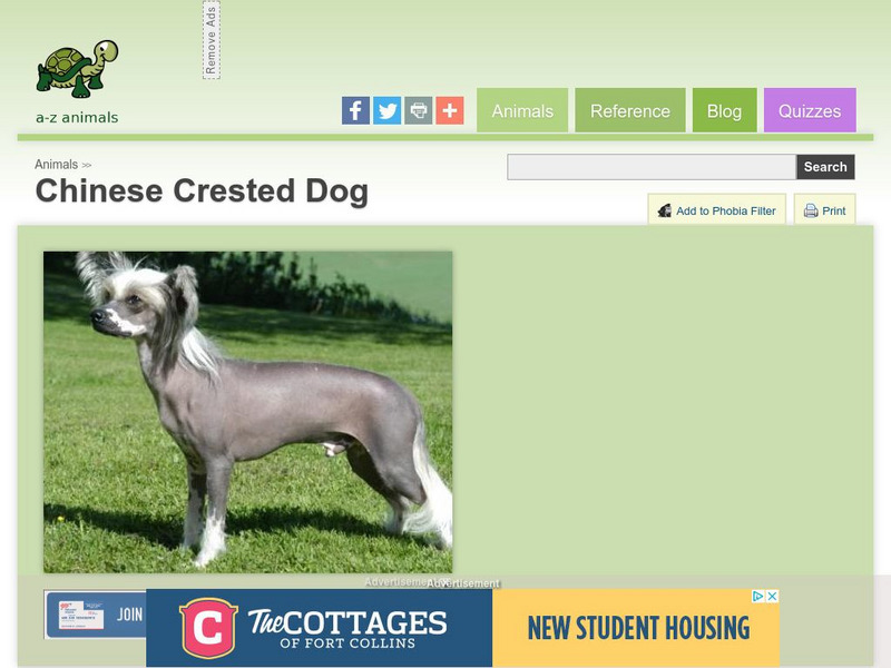A Z Animals: Animal Facts: Chinese Crested Dog Handout A Z Animals: Animal Facts: Chinese Crested Dog Handout