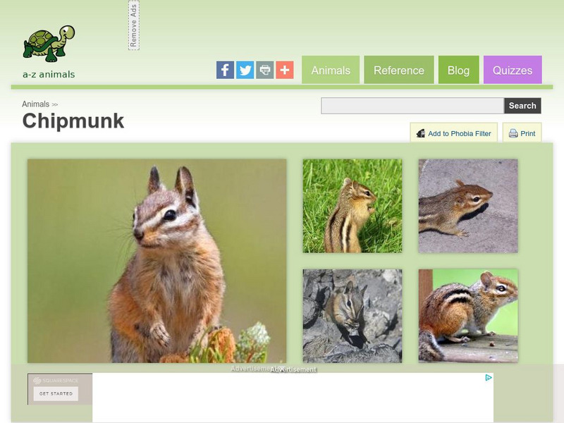 A Z Animals: Animal Facts: Chipmunk (Tamias Striatus) Handout A Z Animals: Animal Facts: Chipmunk (Tamias Striatus) Handout