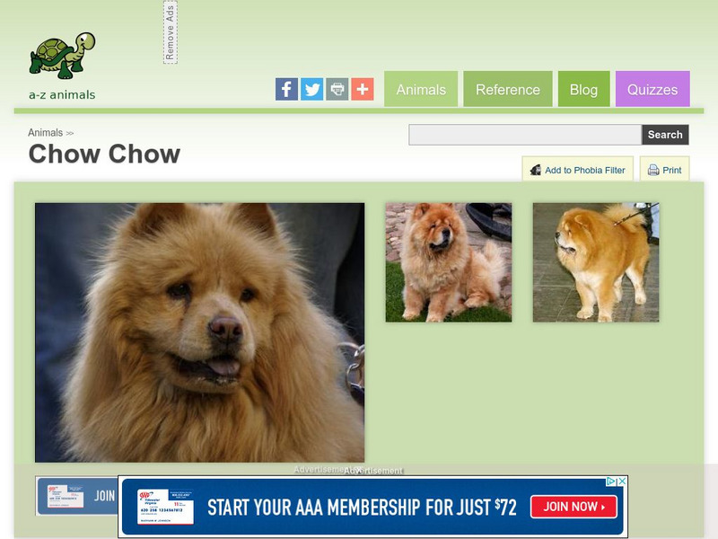 A Z Animals: Animal Facts: Chow Chow Handout A Z Animals: Animal Facts: Chow Chow Handout