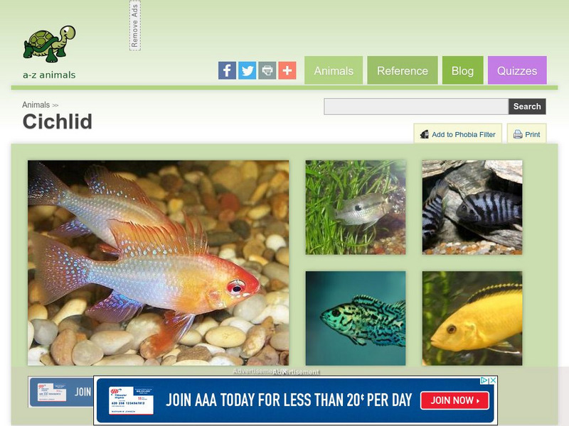 A Z Animals: Animal Facts: Cichlid (Cichlidae) Handout A Z Animals: Animal Facts: Cichlid (Cichlidae) Handout