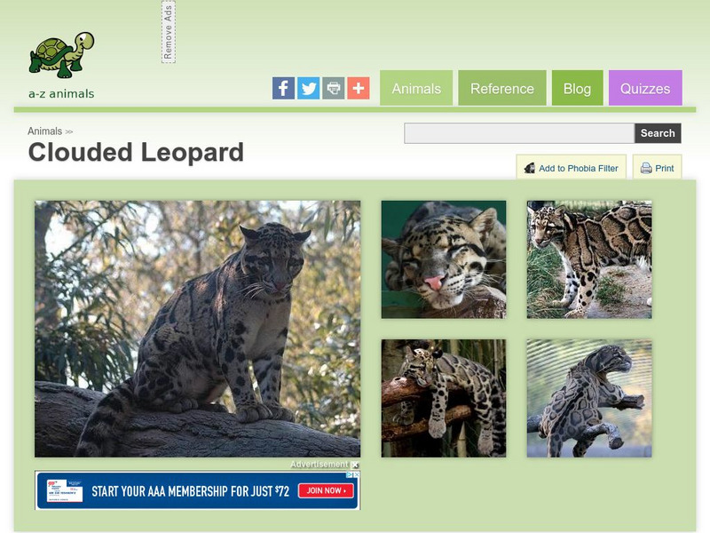 A Z Animals: Animal Facts: Clouded Leopard (Neofelis Nebulosa) Handout