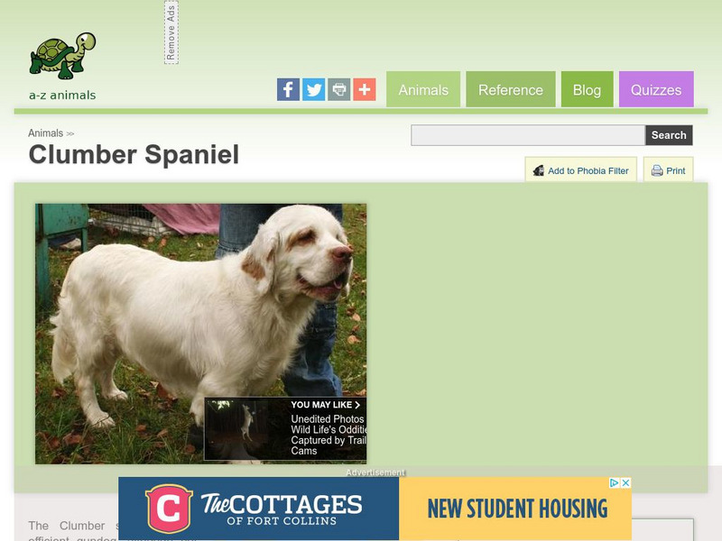 A Z Animals: Animal Facts: Clumber Spaniel Handout A Z Animals: Animal Facts: Clumber Spaniel Handout