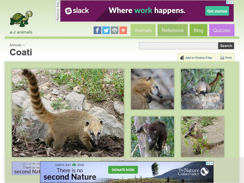 A Z Animals: Animal Facts: Coati (Nasua Nasua) Handout