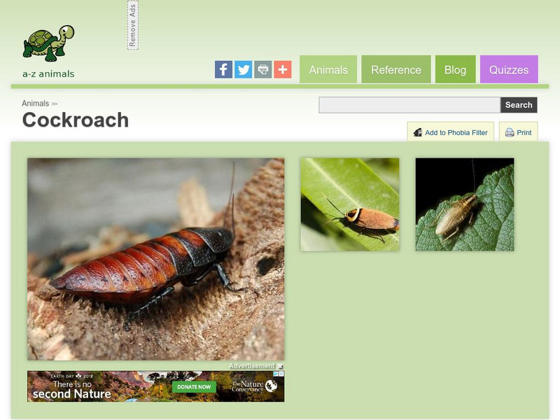 A Z Animals: Animal Facts: Cockroach (Blattaria) Handout A Z Animals: Animal Facts: Cockroach (Blattaria) Handout