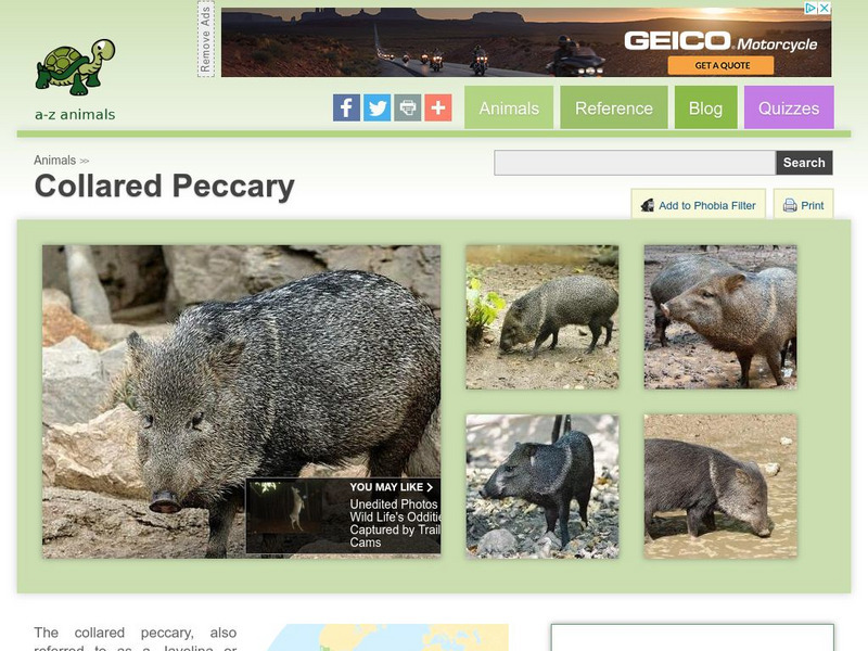 A Z Animals: Animal Facts: Collared Peccary (Pecari Tajacu) Handout