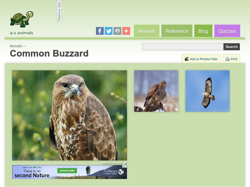 A Z Animals: Animal Facts: Common Buzzard (Buteo Buteo) Handout A Z Animals: Animal Facts: Common Buzzard (Buteo Buteo) Handout