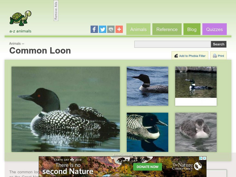 A Z Animals: Animal Facts: Common Loon (Gavia Immer) Handout A Z Animals: Animal Facts: Common Loon (Gavia Immer) Handout