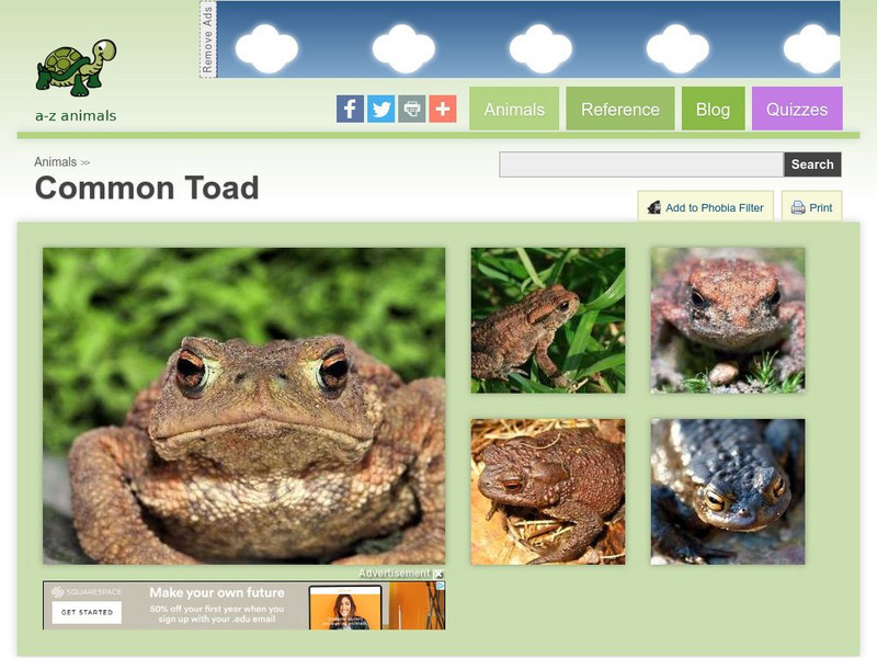 A Z Animals: Animal Facts: Common Toad (Bufo Bufo) Handout A Z Animals: Animal Facts: Common Toad (Bufo Bufo) Handout