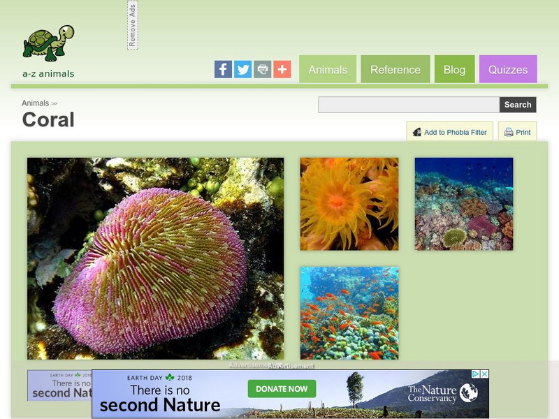 A Z Animals: Animal Facts: Coral (Anthozoa) Handout