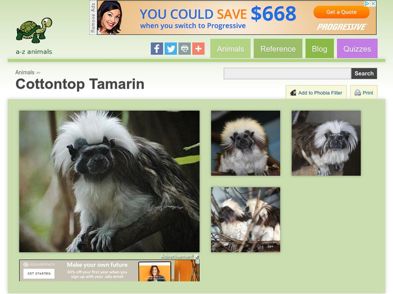 A Z Animals: Animal Facts: Cottontop Tamarin (Saguinus Oedipus) Handout A Z Animals: Animal Facts: Cottontop Tamarin (Saguinus Oedipus) Handout