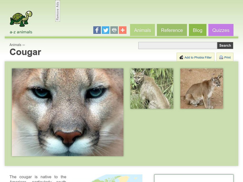A Z Animals: Animal Facts: Cougar (Felis Concolor) Handout A Z Animals: Animal Facts: Cougar (Felis Concolor) Handout