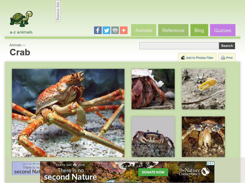 A Z Animals: Animal Facts: Crab (Brachyura) Handout
