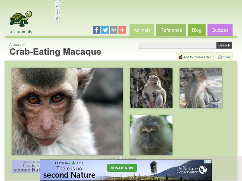 A Z Animals: Animal Facts: Crab Eating Macaque (Macaca Fascicularis) Handout A Z Animals: Animal Facts: Crab Eating Macaque (Macaca Fascicularis) Handout