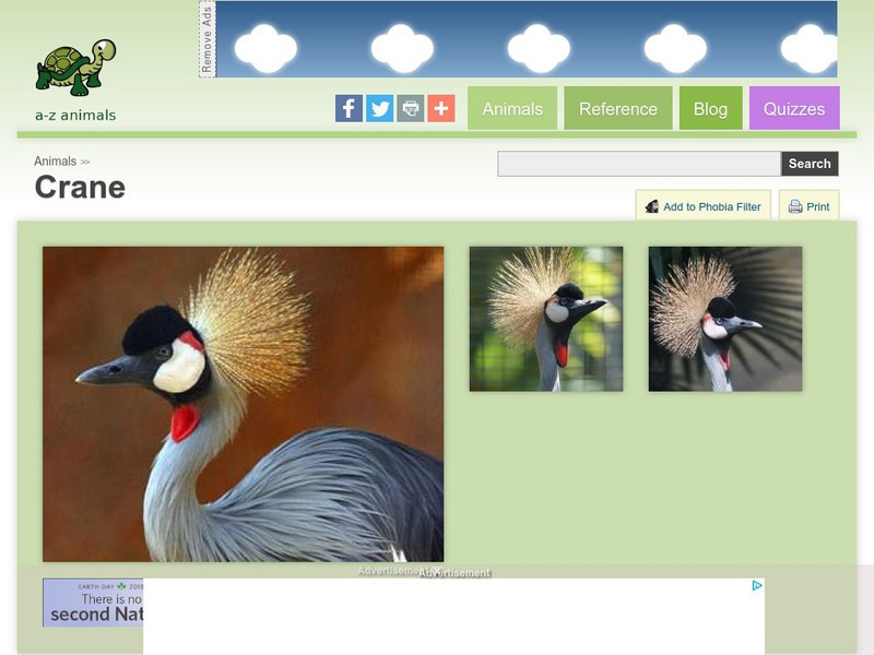 A Z Animals: Animal Facts: Crane (Gruidae) Handout A Z Animals: Animal Facts: Crane (Gruidae) Handout