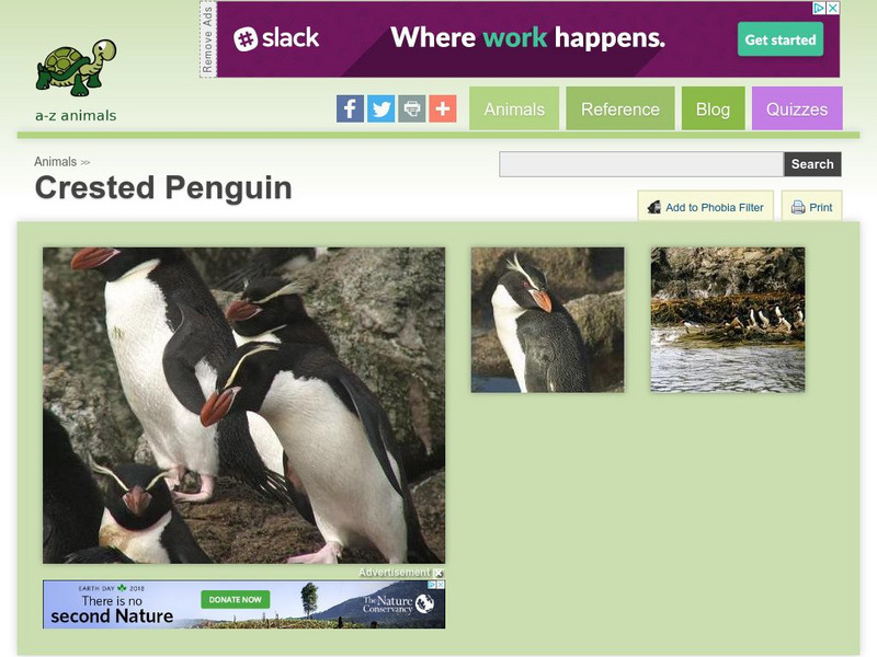 A Z Animals: Animal Facts: Crested Penguin (Eudyptes Robustus) Handout