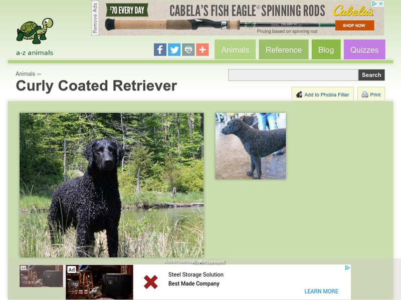 A Z Animals: Animal Facts: Curly Coated Retriever Handout A Z Animals: Animal Facts: Curly Coated Retriever Handout
