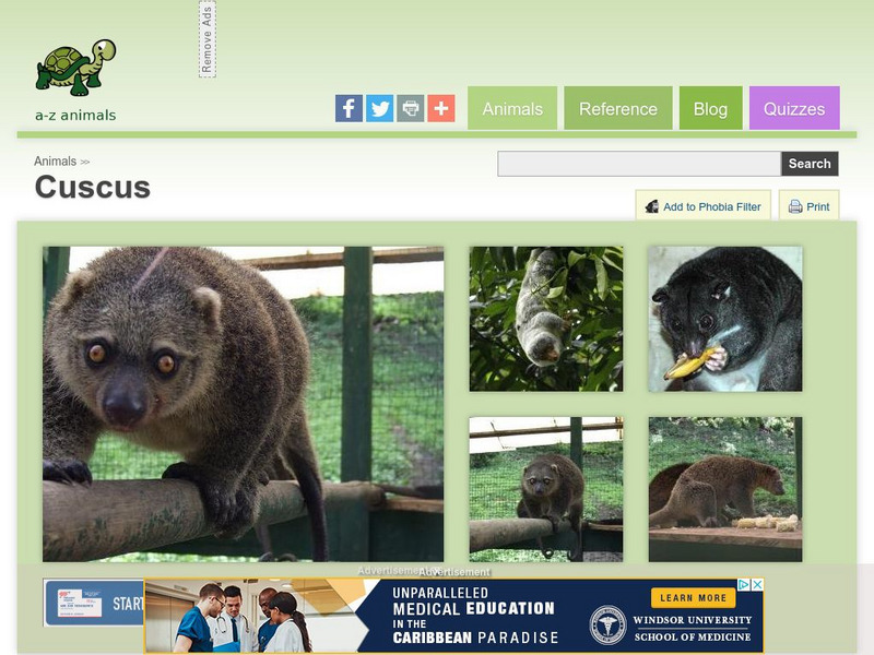 A Z Animals: Animal Facts: Cuscus (Phalanger Maculatus) Handout