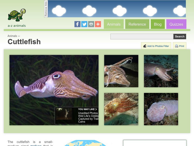 A Z Animals: Animal Facts: Cuttlefish (Sepiida) Handout A Z Animals: Animal Facts: Cuttlefish (Sepiida) Handout