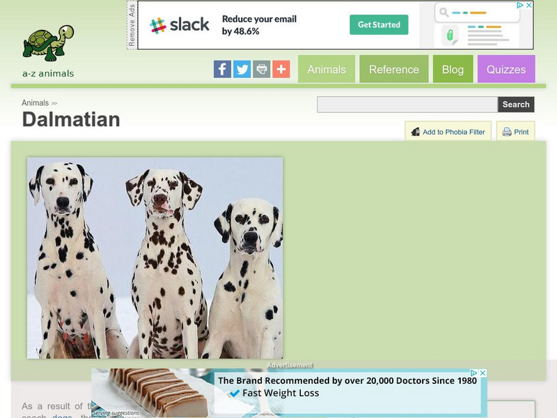 A Z Animals: Animal Facts: Dalmatian Handout A Z Animals: Animal Facts: Dalmatian Handout