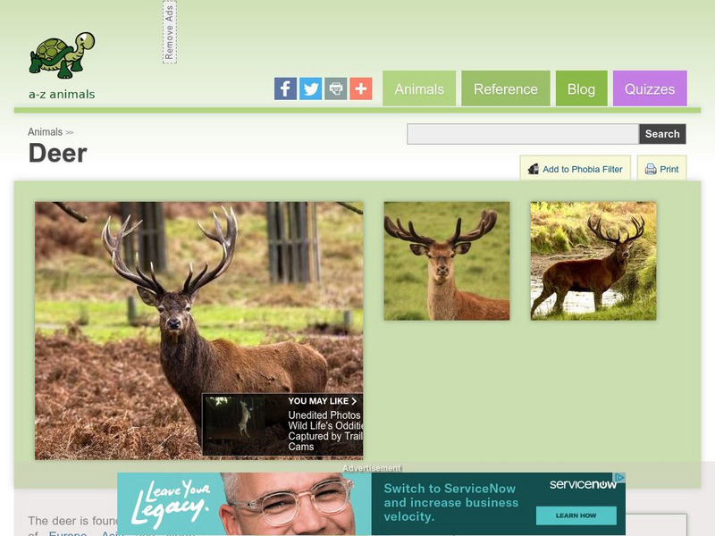 A Z Animals: Animal Facts: Deer (Odocoileus Virginiana) Handout