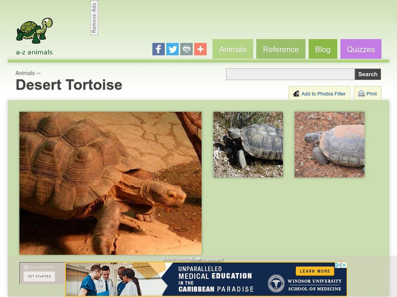 A Z Animals: Animal Facts: Desert Tortoise (Gopherus Agassizii) Handout A Z Animals: Animal Facts: Desert Tortoise (Gopherus Agassizii) Handout