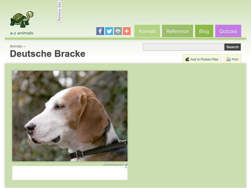 A Z Animals: Animal Facts: Deutsche Bracke Handout A Z Animals: Animal Facts: Deutsche Bracke Handout