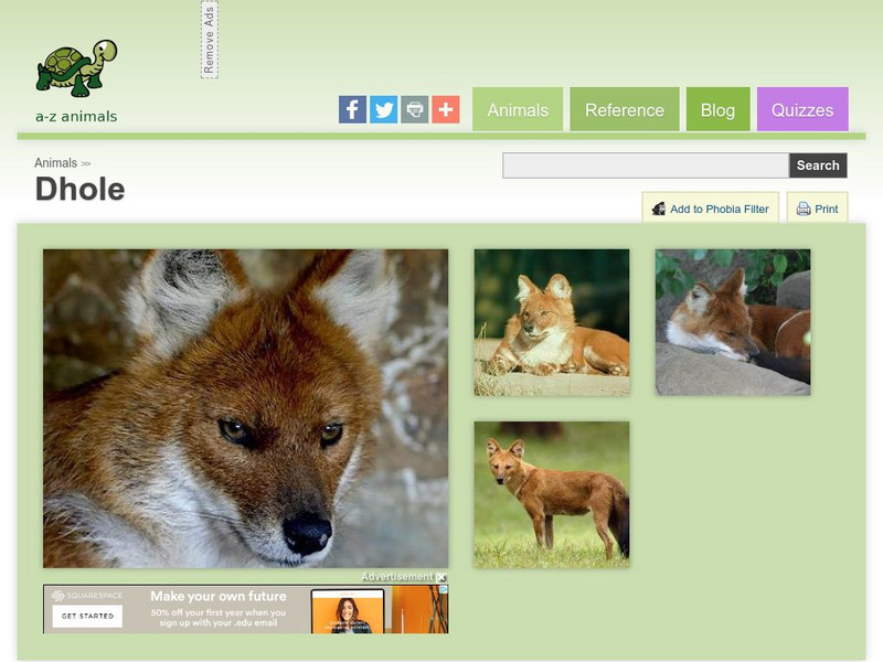A Z Animals: Animal Facts: Dhole (Cuon Alpinus) Handout A Z Animals: Animal Facts: Dhole (Cuon Alpinus) Handout