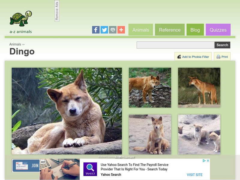 A Z Animals: Animal Facts: Dingo (Canis Lupus Dingo) Handout