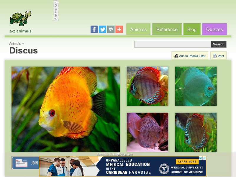 A Z Animals: Animal Facts: Discus (Symphysodon) Handout A Z Animals: Animal Facts: Discus (Symphysodon) Handout