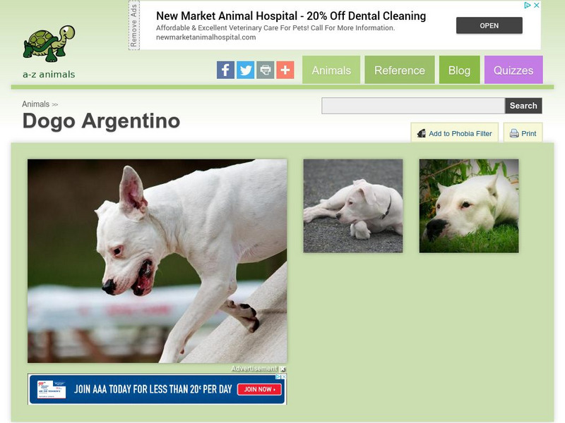 A Z Animals: Animal Facts: Dogo Argentino Handout A Z Animals: Animal Facts: Dogo Argentino Handout