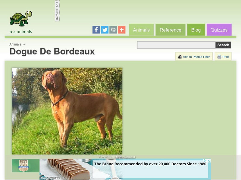A Z Animals: Animal Facts: Dogue De Bordeaux Handout A Z Animals: Animal Facts: Dogue De Bordeaux Handout