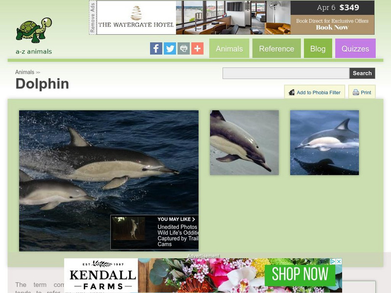 A Z Animals: Animal Facts: Dolphin (Delphinus Delphis) Handout A Z Animals: Animal Facts: Dolphin (Delphinus Delphis) Handout