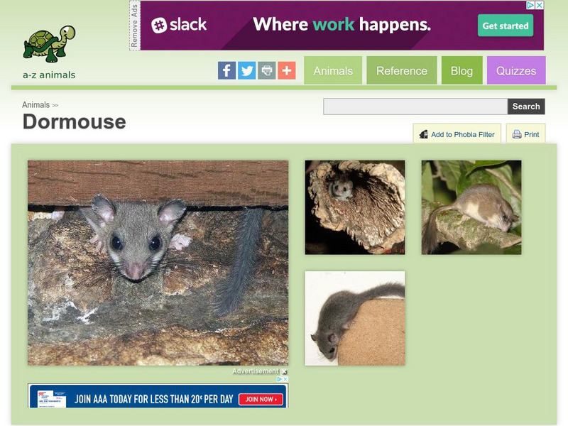 A Z Animals: Animal Facts: Dormouse (Gliridae) Handout