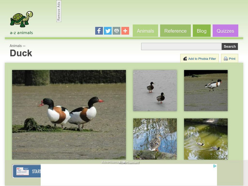 A Z Animals: Animal Facts: Duck (Anas Platyrhynchos) Handout A Z Animals: Animal Facts: Duck (Anas Platyrhynchos) Handout