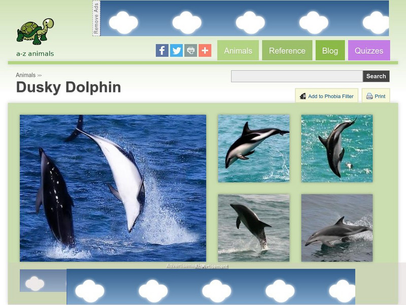 A Z Animals: Animal Facts: Dusky Dolphin (Lagenorhynchus Obscurus) Handout A Z Animals: Animal Facts: Dusky Dolphin (Lagenorhynchus Obscurus) Handout