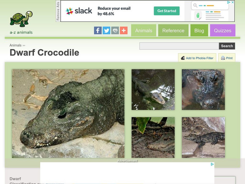 A Z Animals: Animal Facts: Dwarf Crocodile (Osteolaemus Tetraspis) Handout