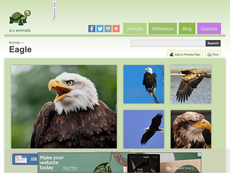 A Z Animals: Animal Facts: Eagle (Hieraatus Spilogaster) Handout A Z Animals: Animal Facts: Eagle (Hieraatus Spilogaster) Handout