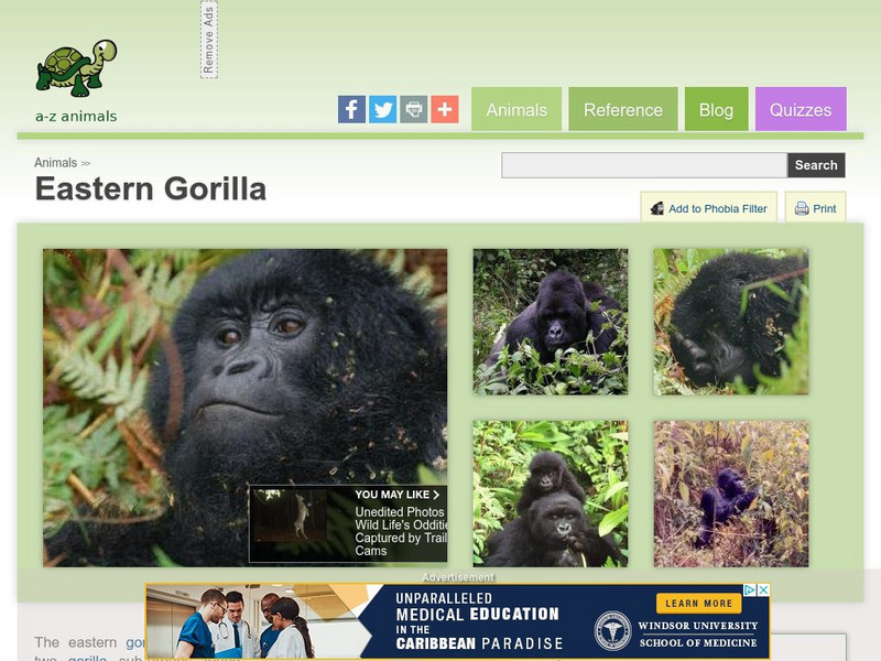 A Z Animals: Animal Facts: Eastern Gorilla (Gorilla Berengei) Handout A Z Animals: Animal Facts: Eastern Gorilla (Gorilla Berengei) Handout