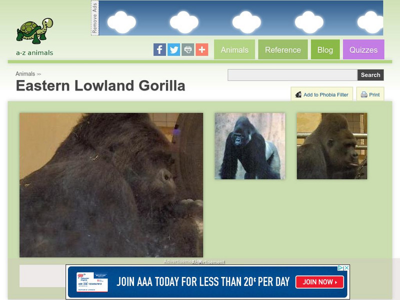 A Z Animals: Animal Facts: Eastern Lowland Gorilla (Gorilla Berengei Graueri) Handout