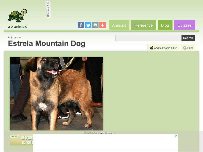 A Z Animals: Animal Facts: Estrela Mountain Dog Handout A Z Animals: Animal Facts: Estrela Mountain Dog Handout