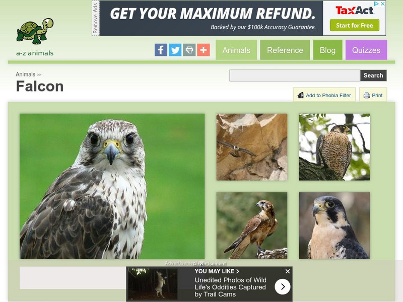 A Z Animals: Animal Facts: Falcon (Falconiforme) Handout