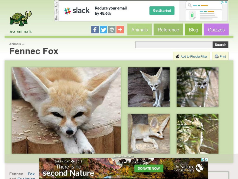 A Z Animals: Animal Facts: Fennec Fox (Vulpes Zerda) Handout A Z Animals: Animal Facts: Fennec Fox (Vulpes Zerda) Handout