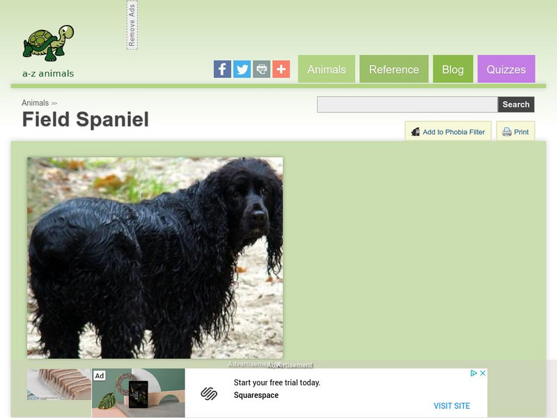 A Z Animals: Animal Facts: Field Spaniel Handout