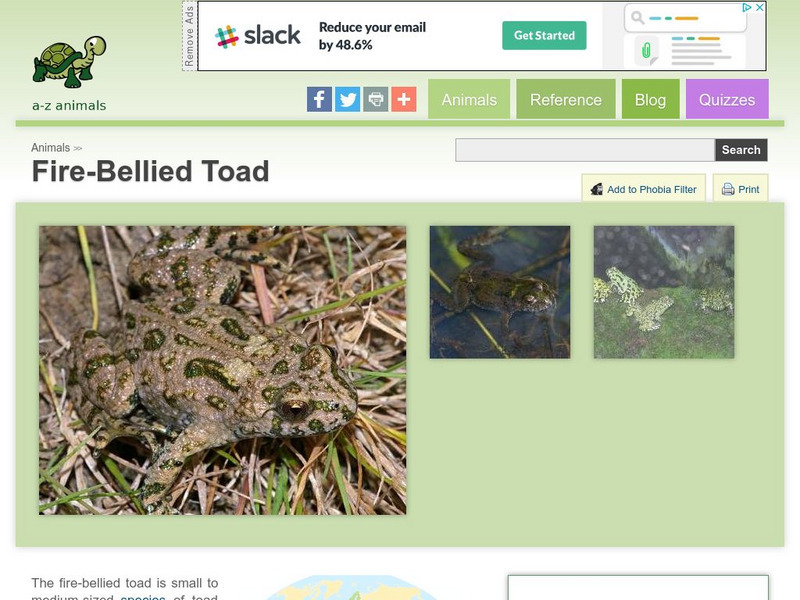 A Z Animals: Animal Facts: Fire Bellied Toad (Bombina) Handout